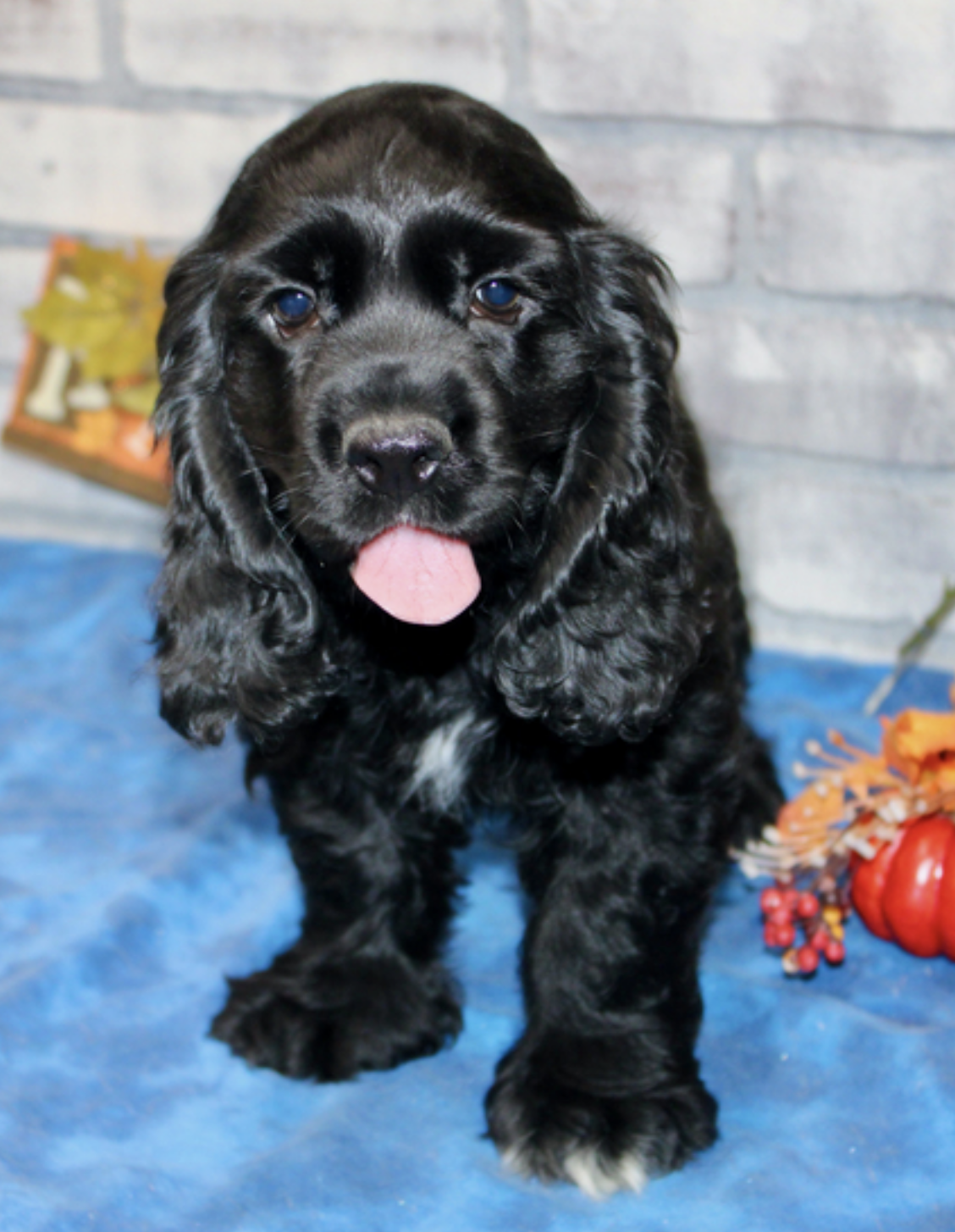 comprar cachorros sanos, baratos y asequibles para la venta